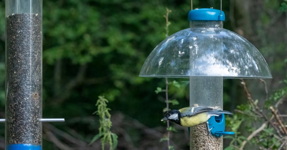 A bird gets read to fly off of one bird feeder with a plastic squirrel baffle to the other.