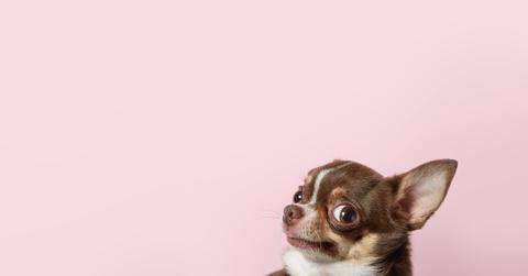 Chihuahua turning their head at the camera in front of a pink wall.