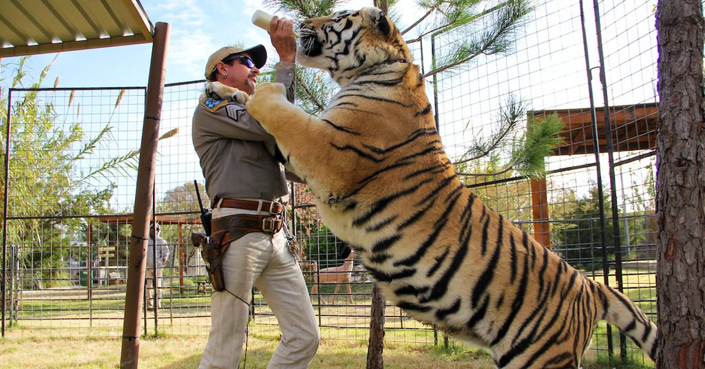 Who Owns Tiger King Zoo? 68 Big Cats Were Seized from Jeff Lowe