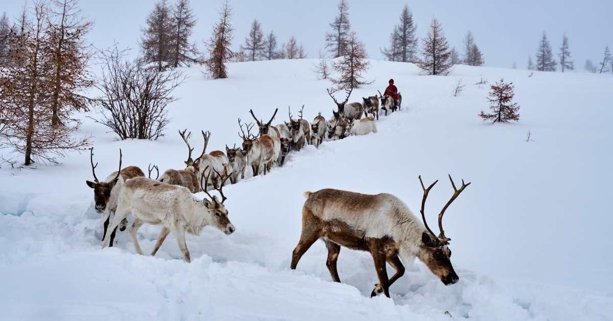 A herd of reindeer migrating during winter. (Representative Cover Image Source: Getty Images | Tuul & Bruno Morandi)