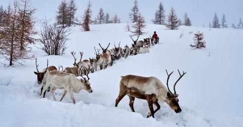A herd of reindeer migrating during winter. (Representative Cover Image Source: Getty Images | Tuul & Bruno Morandi)