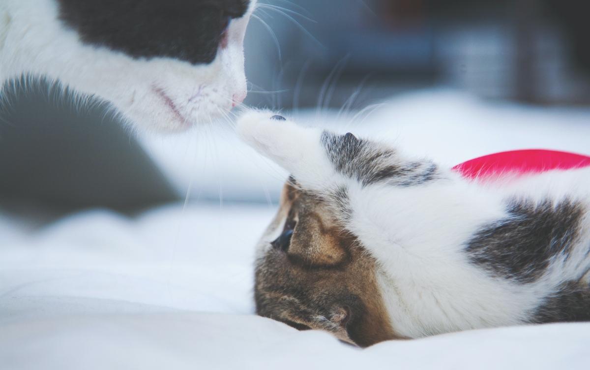 upside down cat touching other cat's nose with paw