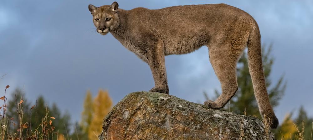 A cougar standing on a boulder.