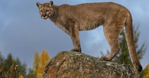 A cougar standing on a boulder.