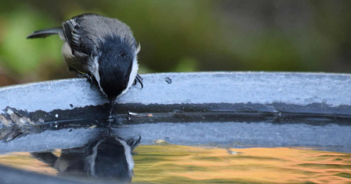 Closeup of a bird getting a drink from a birdbath
