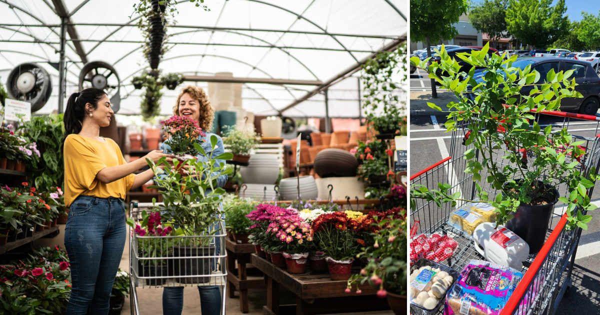 (L) Two women shopping for gardening essentials (Representative Cover Image Source: Getty Images | FG Trade) | (R) A Costco shopper's cart. (Cover Image Source: Reddit | u/zilvrado)
