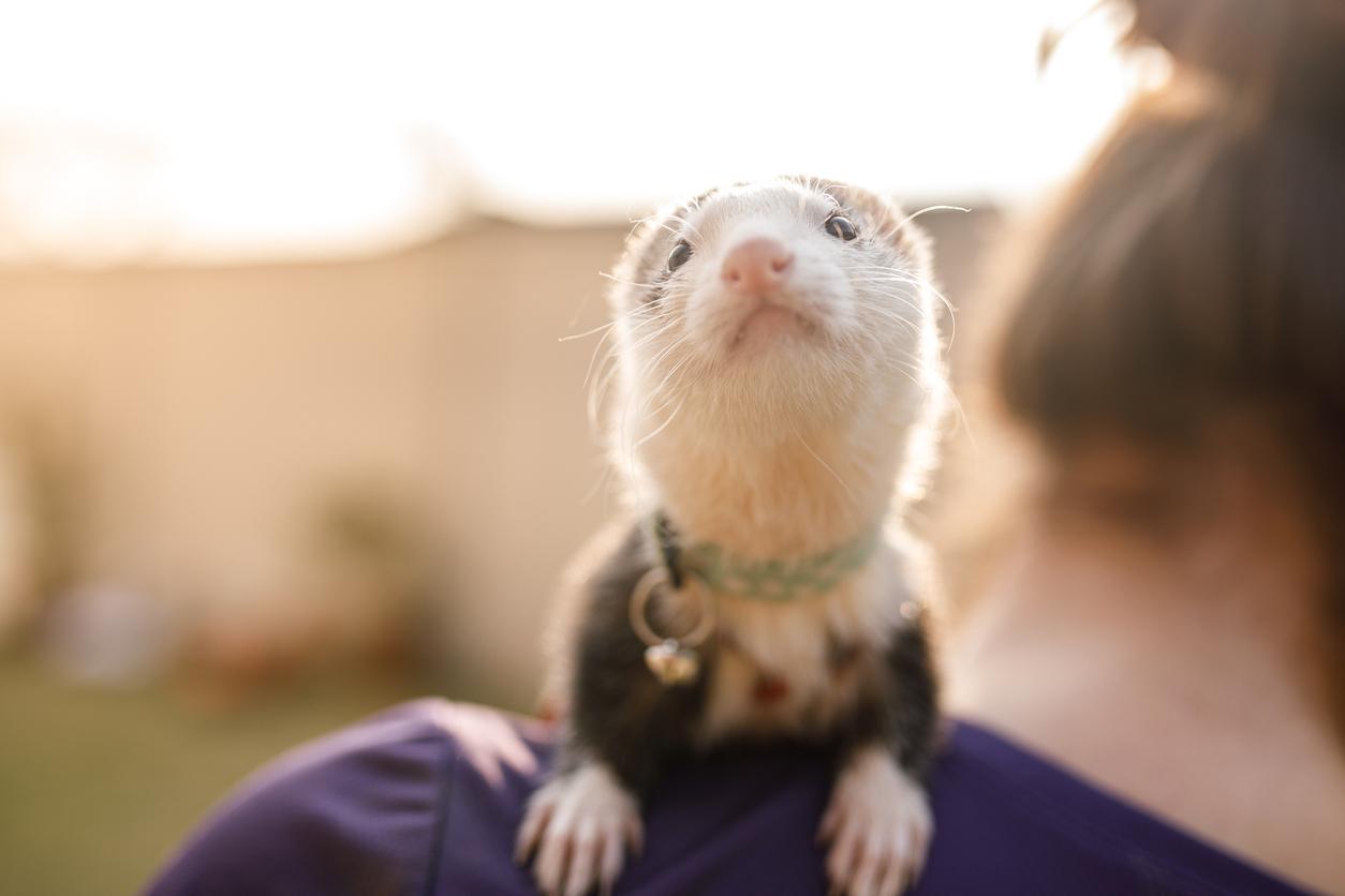 A ferret wearing a green collar sits atop a human's left shoulder.