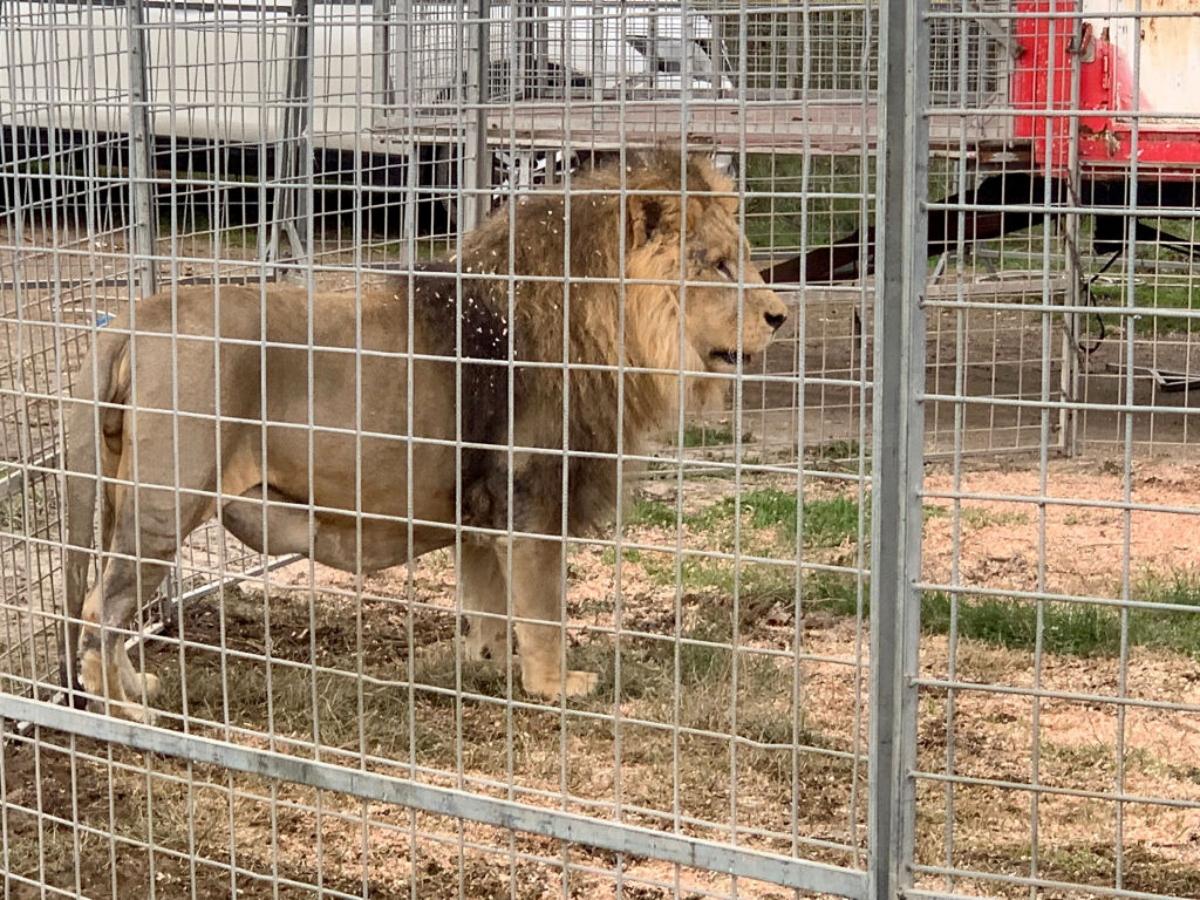 male lion in a caged enclosure