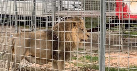 male lion in a caged enclosure