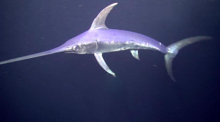 A Swordfish