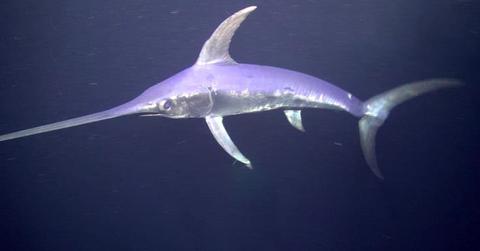 A Swordfish