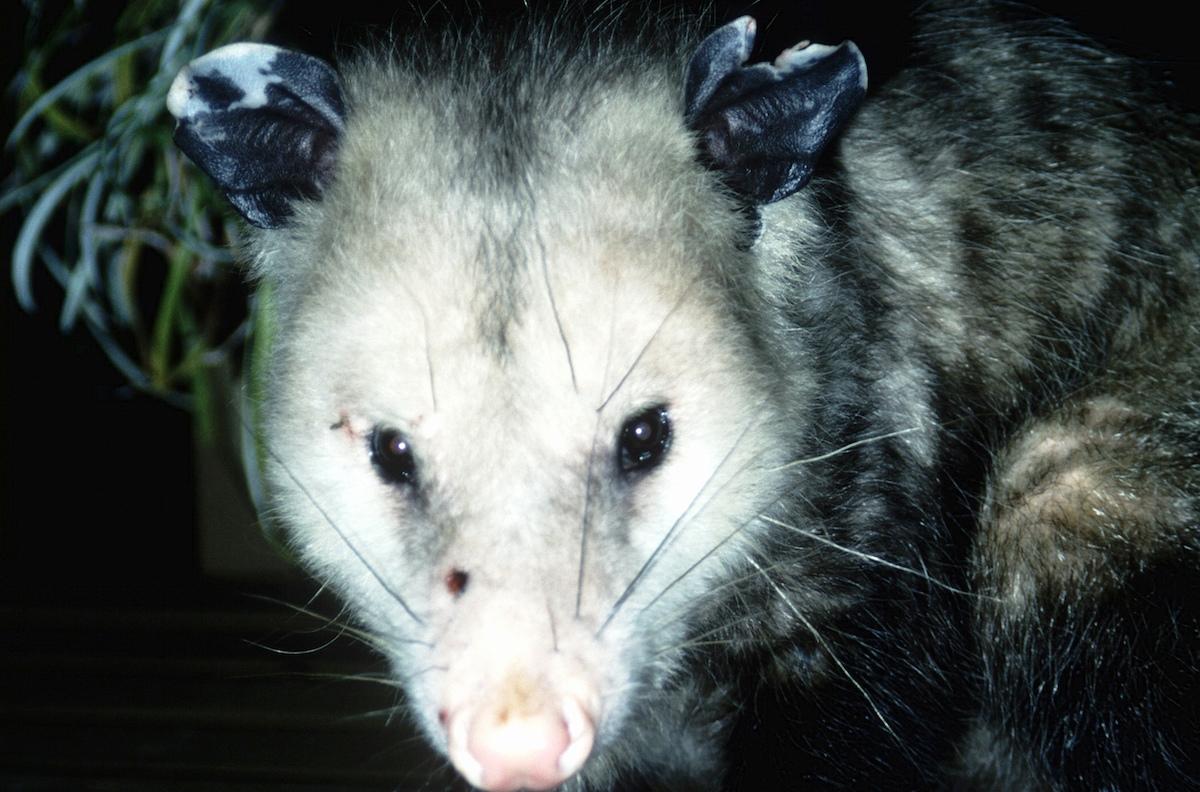 can possums eat dog food
