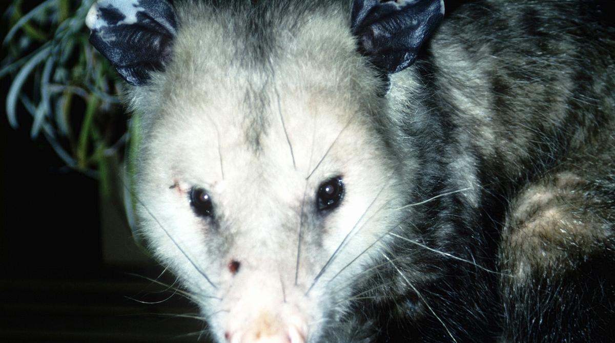 What Do Possums Eat? Can You Feed Baby Possums?