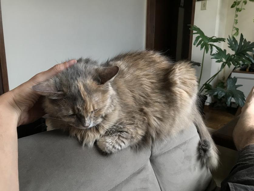 the-reasons-your-cat-could-be-waking-you-up-early-in-the-morning