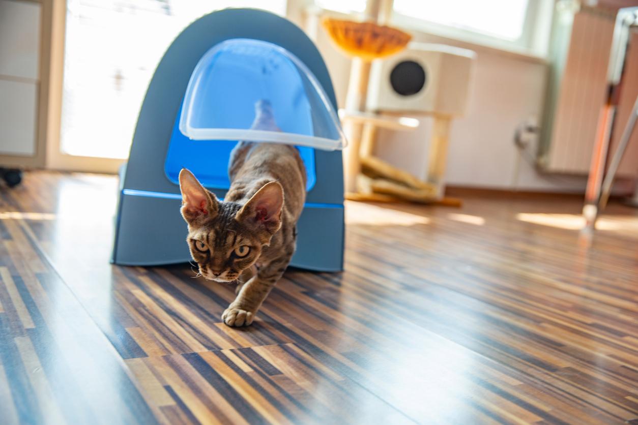 A cat prepares to run with the zoomies after exiting a blue litterbox on a wooden floor.