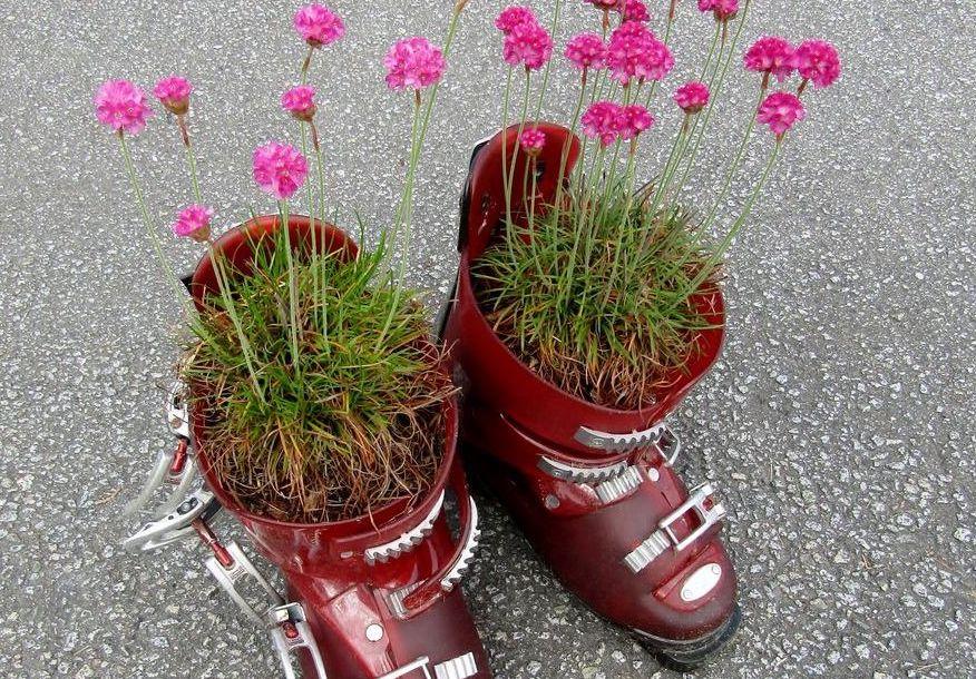 Sea thrift flowers in repurposed ski boots. 