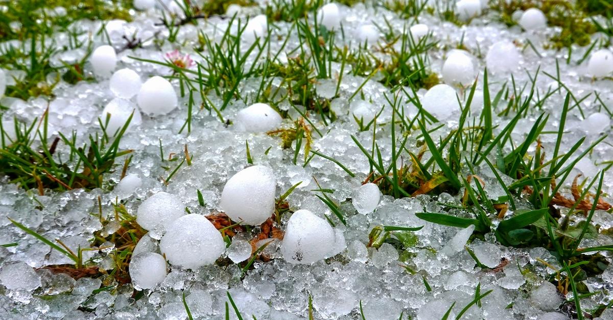 Large gorilla hailstones in grass