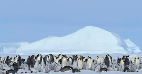 Huddle of emperor penguins gathered in front of an iceberg (Representative Cover Image Source: Getty Images | Raimund Linke)