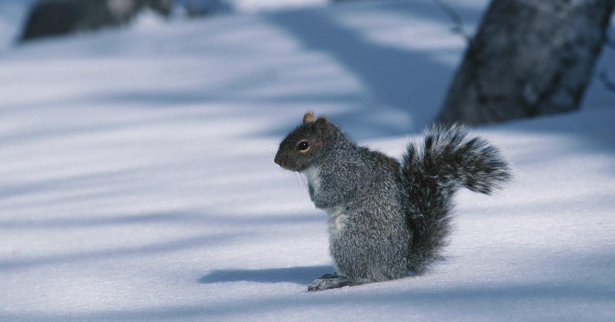 Squirrel standing on snow.