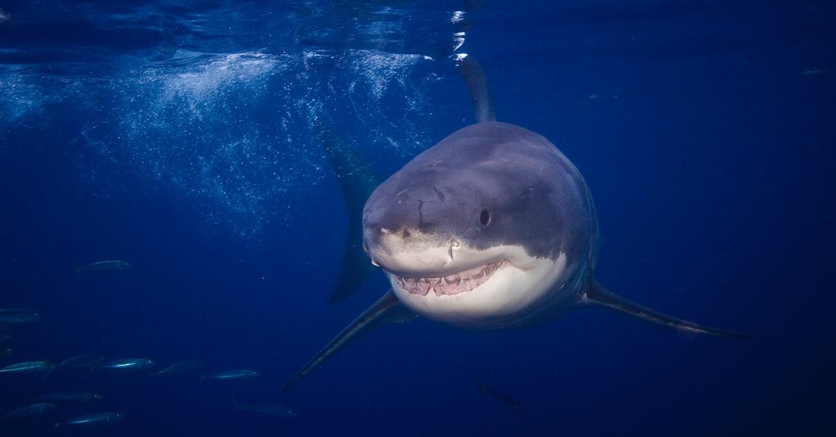 Great White Shark swims through the deep blue ocean. 