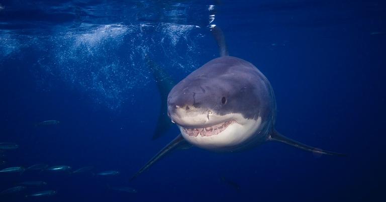 What Is the Great White Shark Café? Shark Habits, Explained