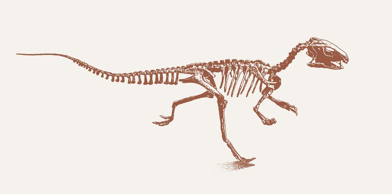 Stock photo of a dinosaur drawing.