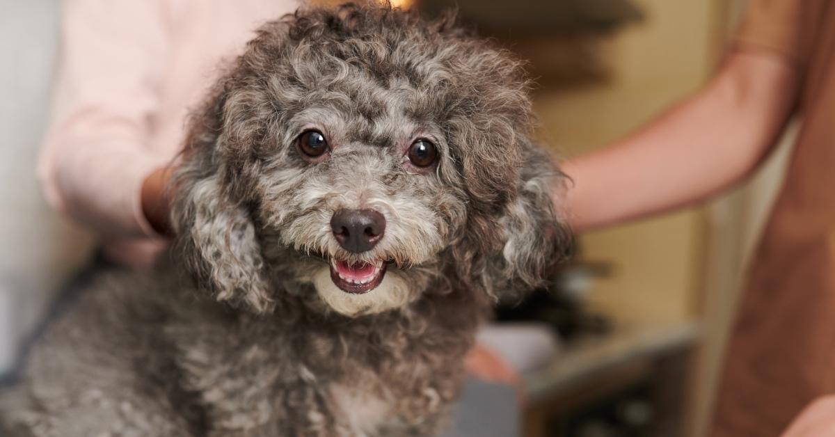 A domestic pet getting taken care of indoors to prevent harm from wildfires. 