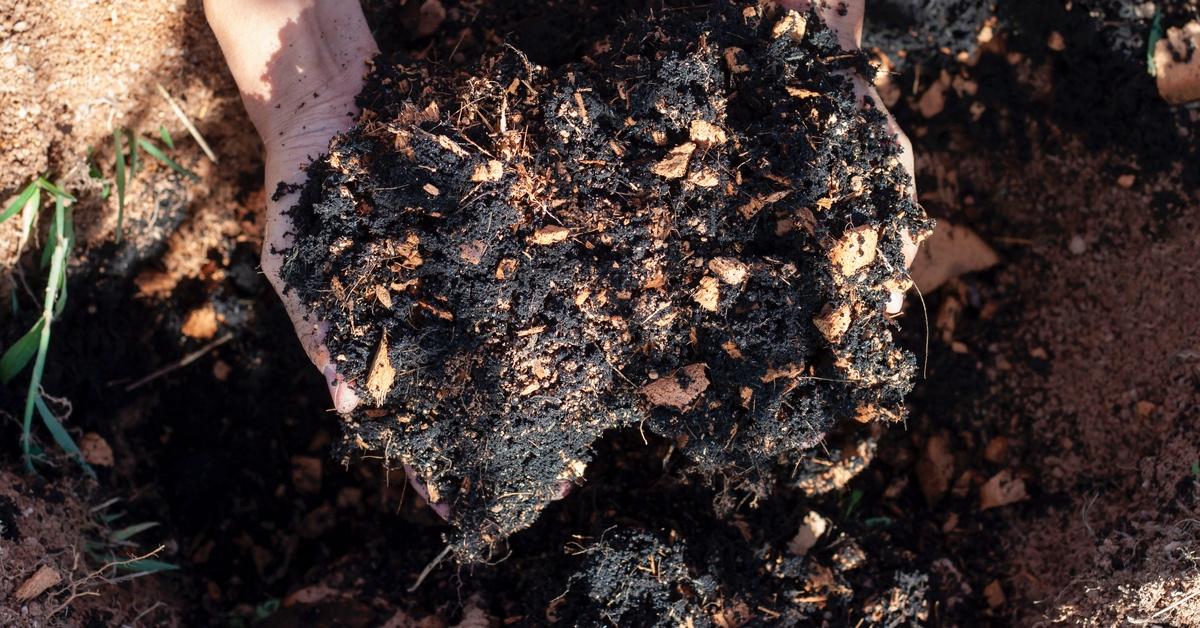 Person holding compost in their hands.