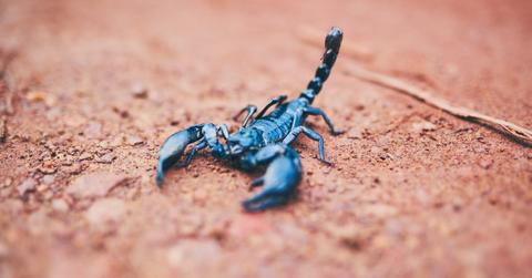 Scorpions Egypt