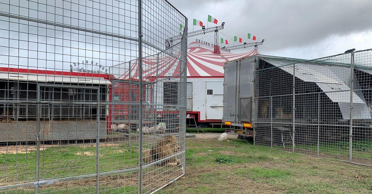 male lion in a caged enclosure, with circus tent in background