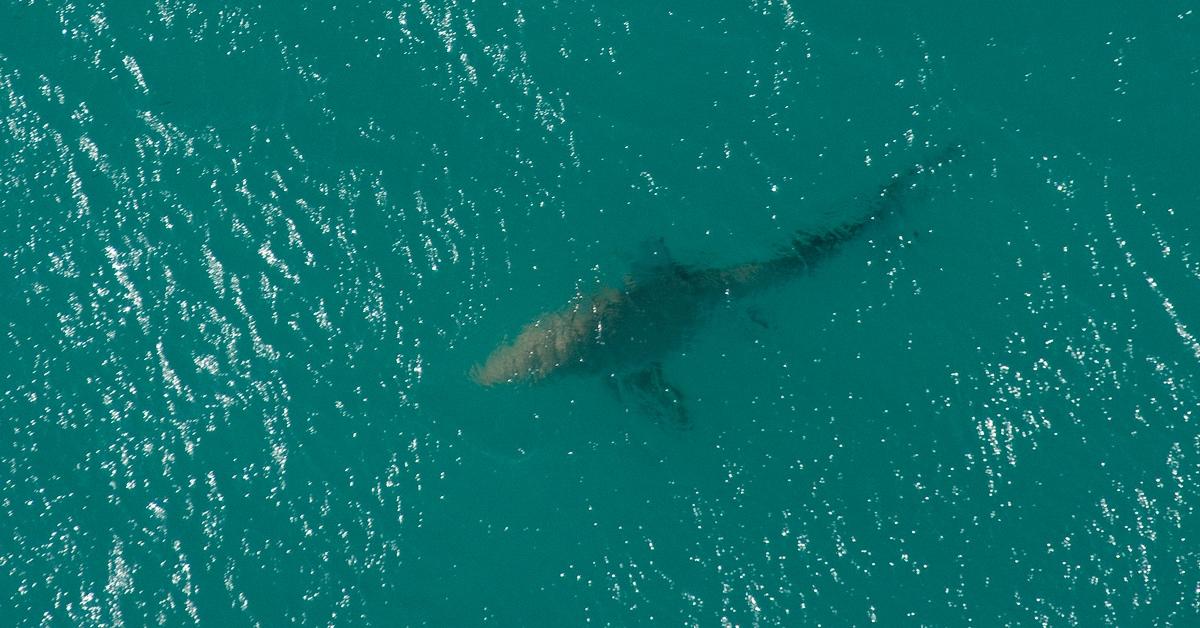 Great white shark decapitates Mexican diver marking first fatal shark attack  of 2023: Report