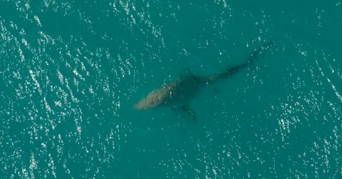 Shark Attacks of 2023: Reliving the Most Brutal Incidents