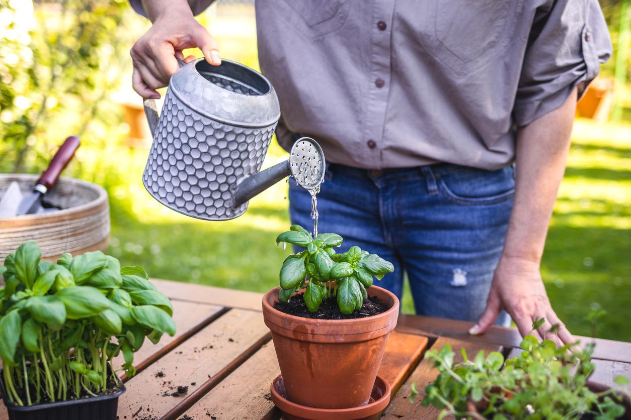 A person standing outside to water a small plant in a terracotta pot with a silver watering can.