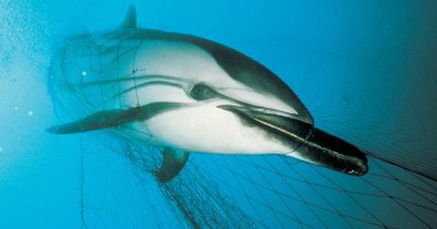 Dolphin Caught in a Net