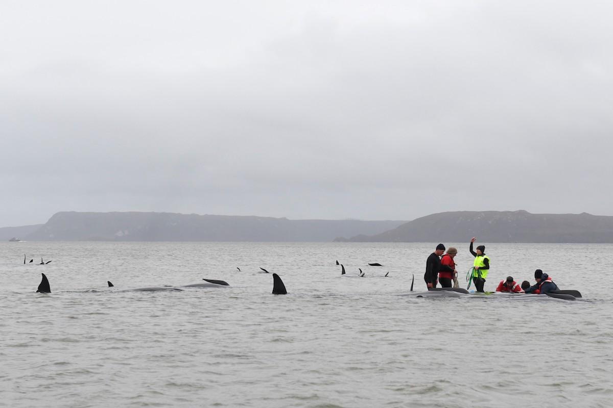 australia whale stranding