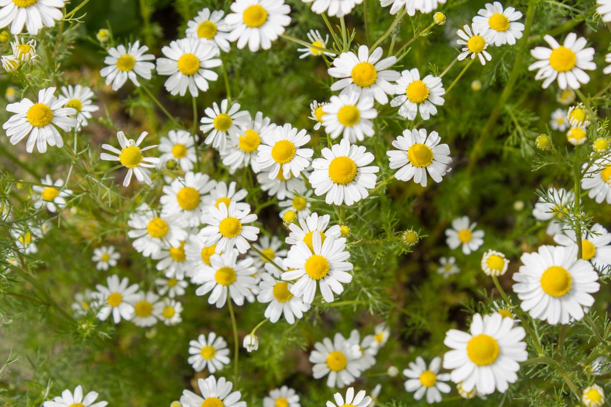 Chamomile flowers