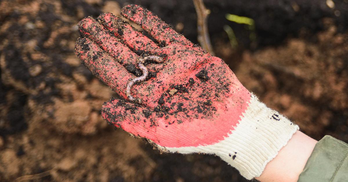 worms good for vegetable garden