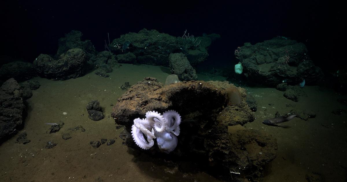 A small octopus at the bottom of the ocean