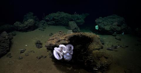 A small octopus at the bottom of the ocean