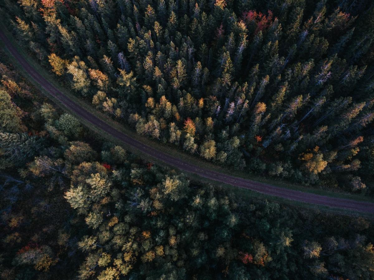 Aerial l view of forest with road.