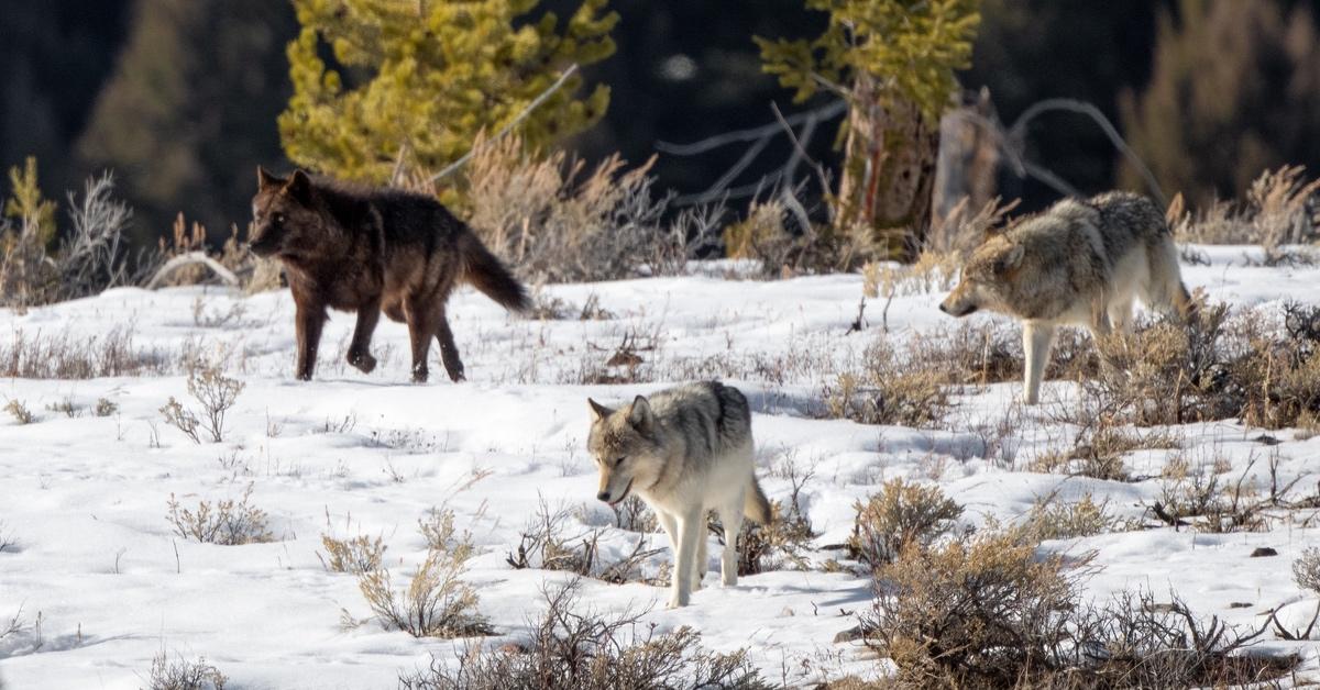 Three wolves in Yellowstone National Park in the snow.