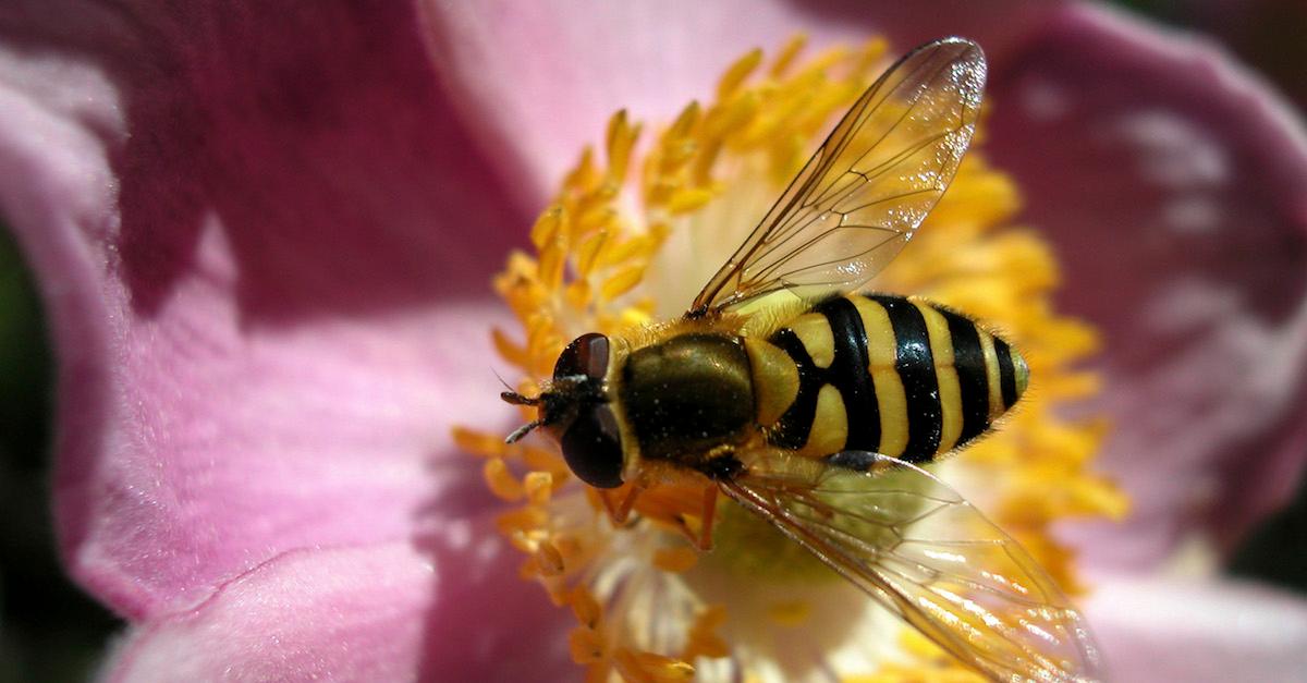 Bees, which are natural pollinators and helpful to gardens everywhere.