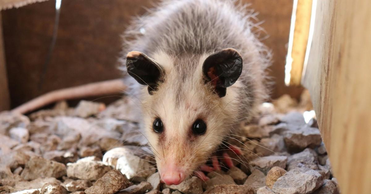 Closeup of a young possum 