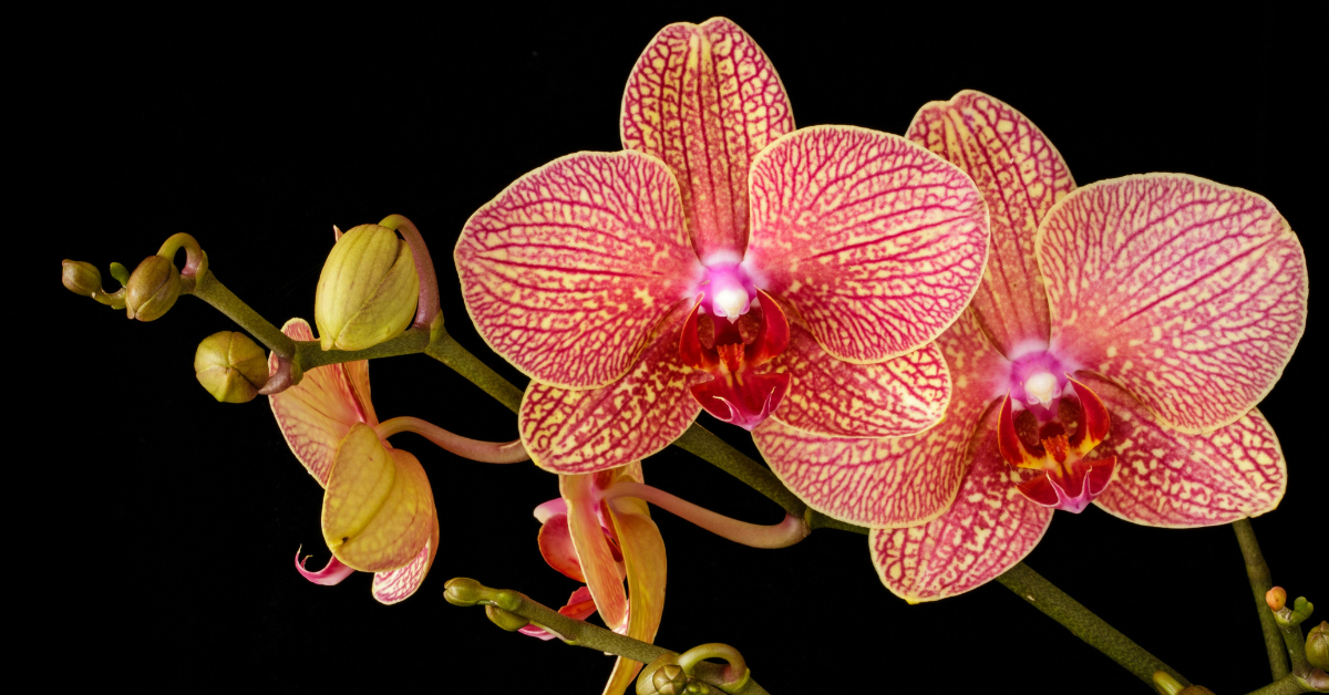 A closeup of a orchid against a black background