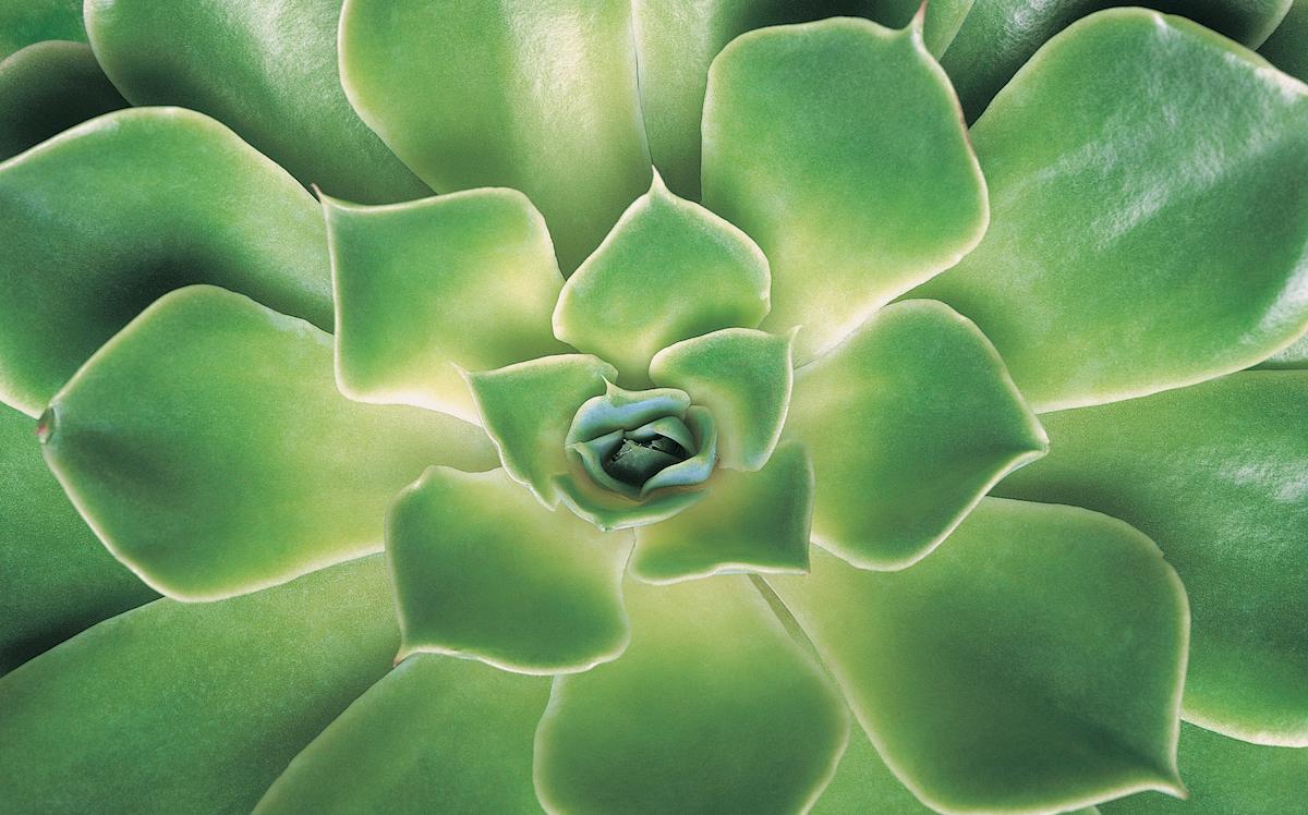 A lush succulent