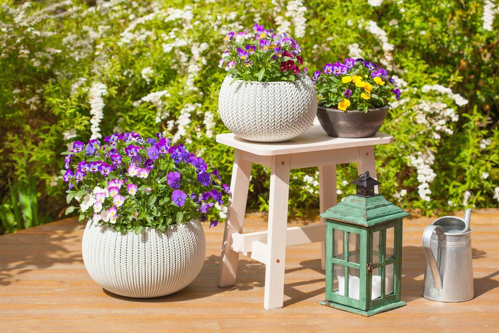 Potted pansies with a stool, watering can, and lantern. 