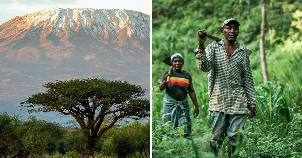 (L) Mount Kilimanjaro (Representative Cover Image Source: Getty Images | Ayzenstayn) | (R) People planting trees on Kilimanjaro (Cover Image Source: Facebook | @thekilimanjaroproject)