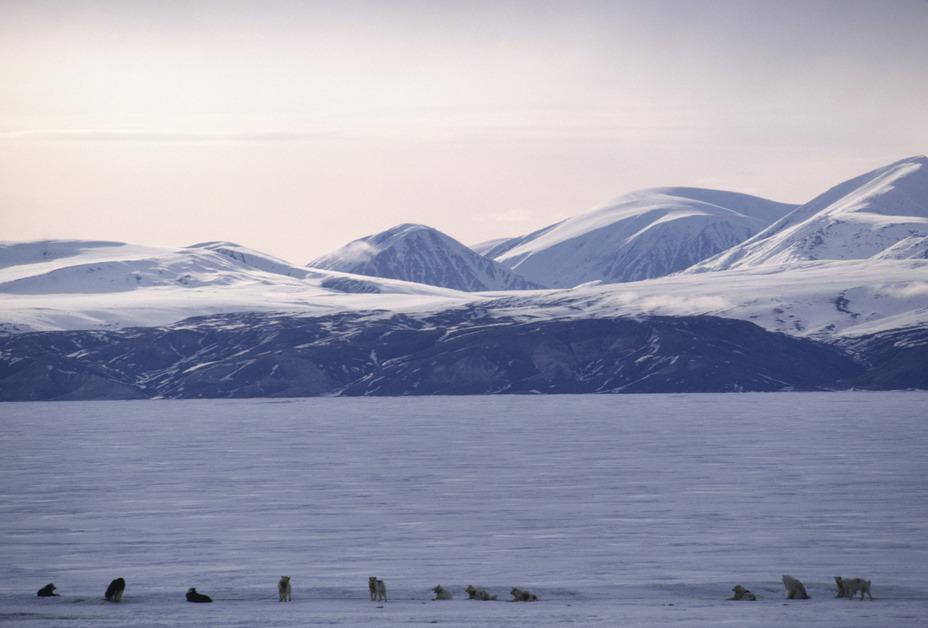The Arctic