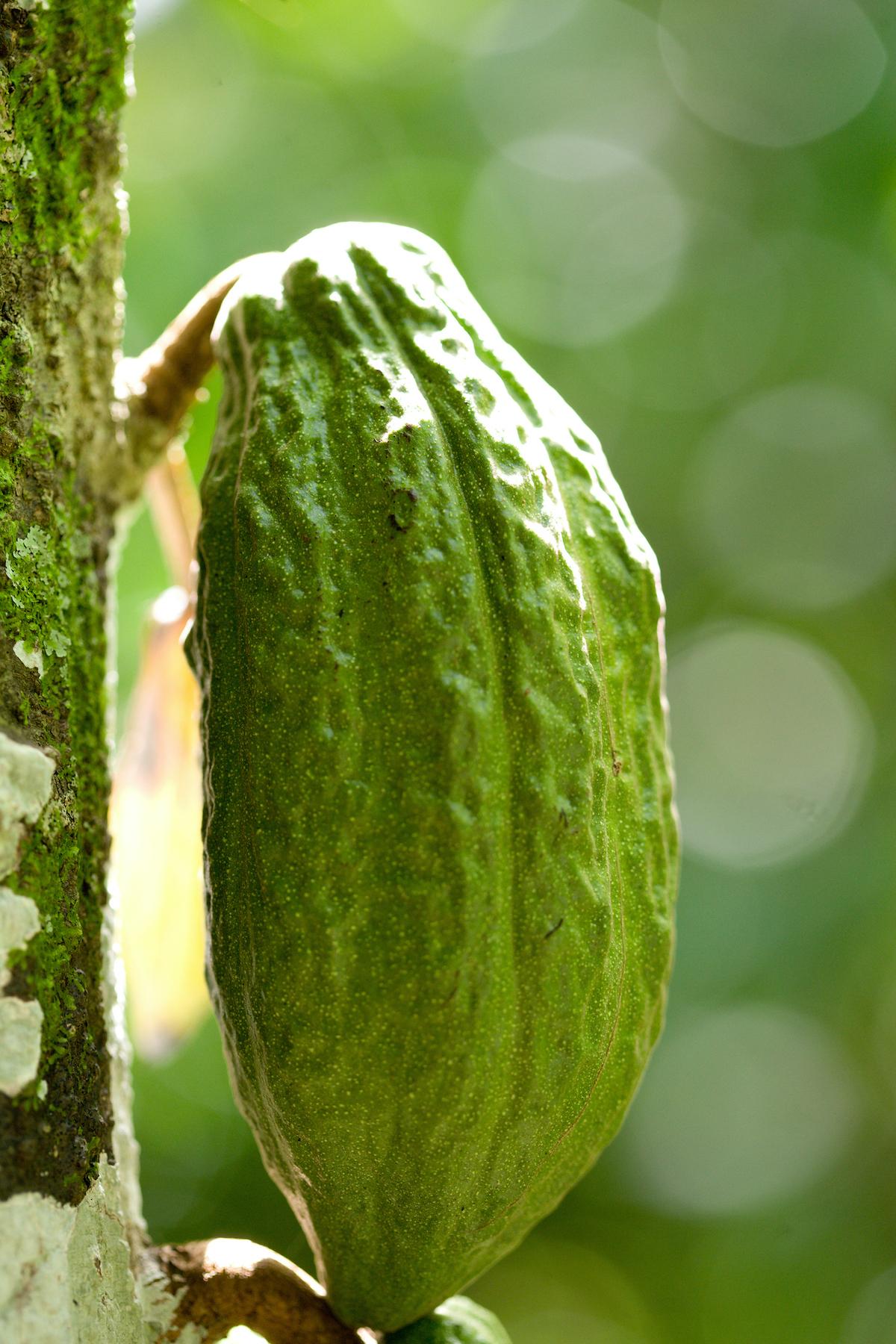 cacao tree threatened