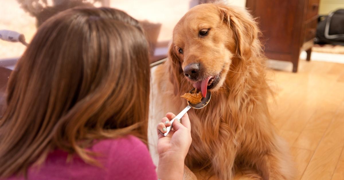 Dog licking a spoon of almond butter.